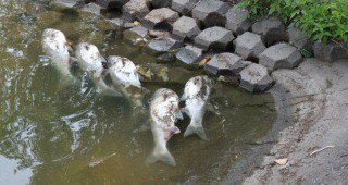Висока температура- причина за умрялата риба във Варненското езеро