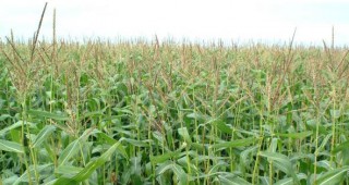 Украйна очаква по-малка реколта от царевица