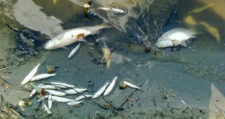 Няма замърсяване, което да е причина за измряла риба в старото корито на река Янтра при село Куцина