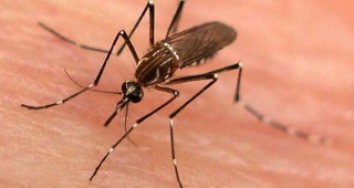 Трето пръскане срещу комари в Момчилград