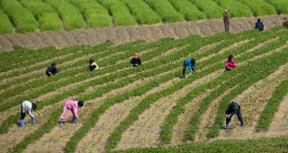 Няма голям интерес към еднодневните трудови договори във Видинско