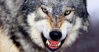 Вълци нападат овце във Видинско