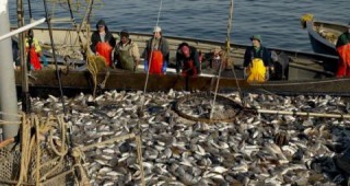 През 2015 г. стопанският риболов е намалял със 7% отчитат експерти