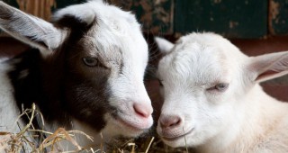 ЕП иска забраната за клониране на животни да обхваща тяхното потомство и вноса