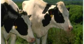 ДФ Земеделие ще подпомага безвъзмездно производителите на качествено краве, биволско, овче и козе мляко