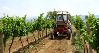 Над 100 млн. евро са предвидени по Националната програма за развитие на лозаро-винарския сектор