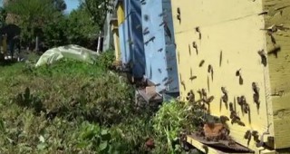 Над 207 хил. лева ще получат пчеларите от Шуменска област