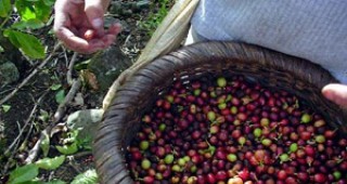 Цените на кафето са паднали до най-ниското си ниво през последните 18 месеца