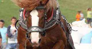 Предстои стартът на Първия конен фестивал в Банкя