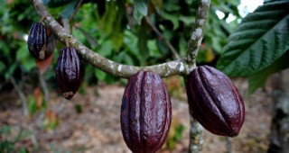Най-голямата плантация за какао в Кот дИвоар ще създаде белгийска компания