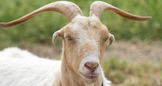 При повторно изследване за бруцелоза в град Рила 6 кози са дали положителна проба