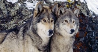 Увеличаване на вълците в Кюстендилско