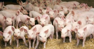 Намалява вносът на свинско месо в Швеция