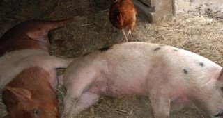 Започват проверки за свински грип по животните