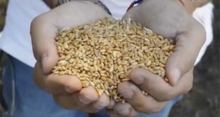 Анализатори отчитат по-висок среден добив от пшеница и ечемик спрямо предходната година