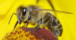 От 26 октомври започва прием по Националната пчеларска програма