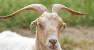 Животновъди от Ямболско засегнати от чумата по животните излязоха на протест