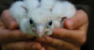 Дарителска кампания събира средства за Спасителния център за диви животни в Стара Загора