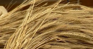 Съвременни технологии за отглеждане на зърнено-житни растения