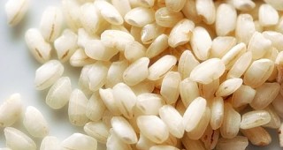 Над 60% от ориза в Пазарджишко е прибран