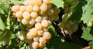 Средният добив на грозде в Кюстендилска област е над 400 кг. от декар
