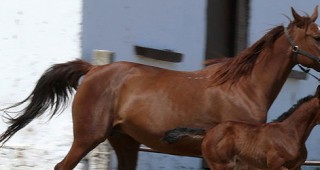 Национална изложба на коне се проведе край Шумен