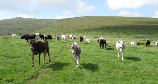 Тръгват субсидиите за животновъди по схемите за обвързана подкрепа