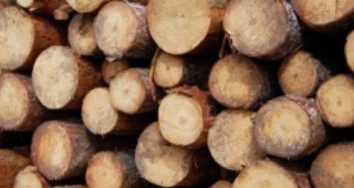 Горски инспектори от РДГ-Бургас задържаха 30 куб. м. незаконни дърва