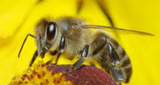 ЕК стартира допитване за пчелите