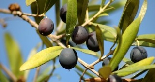 Добра реколта от маслини в Петрич