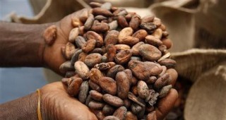 Организация настоява за по-справедливи изкупни цени в шоколадовата индустрия