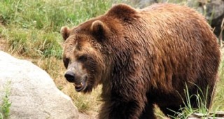 Слагат GPS-нашийник на мечка нанесла щети на кошери
