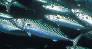 За последните 40 години рибните запаси, използвани за храна, са намалели почти наполовина