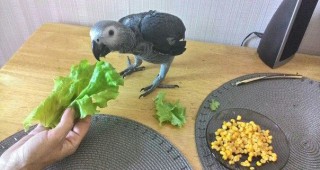 РИОСВ – Смолян регистрира папагал какаду, излюпен в домашни условия