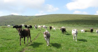 Заради болни от нодуларен дерматит крави в село Скриняно беше унищожено стадо от 20 животни
