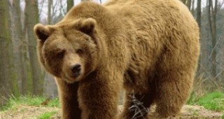 Провежда се мониторинг на кафявата мечка в Родопи планина