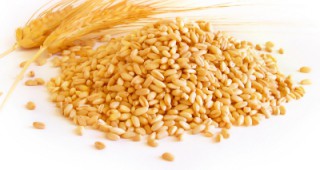 ДФЗ започна публична интервенция на обикновена пшеница