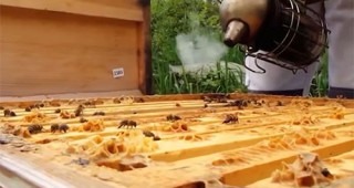 Зазимяване на пчелни семейства и резервни пчели майки