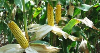 Средният добив от царевица в Добричко е 459 кг от декар