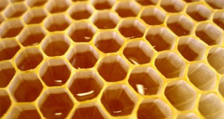 Над 2000 пчелари от страната кандидатстваха за подпомагане