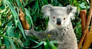 До 30 години коалите може да изчезнат