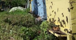Необходими дейности за подготовка на пчелина за зимния период