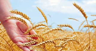 Фирма Пиргос Агро ООД, Бургас продава обеззаразени семена пшеница на разсрочено плащане
