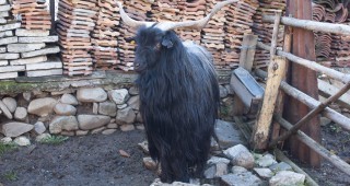 Демонстрация на редки породи домашни животни в село Крупник