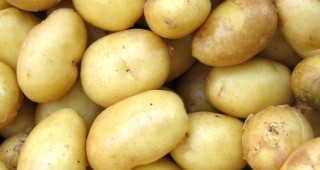 Днес в Трън честват празник на картофа