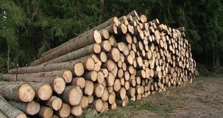 Инспектори от РДГ - Варна глобиха три дървопреработвателни фирми