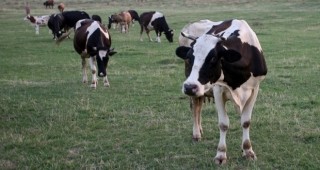 Млекопроизводителите в област Сливен намаляват