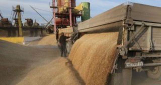Русия увеличава износа на зърно за Египет