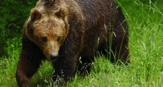 Проблемът с мечките в Смолянско е овладян