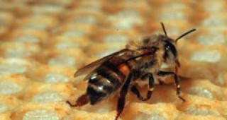 Среща-семинар на тема: Необходими дейности за подготовка на пчелина за зимния период